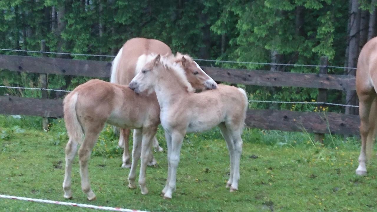 Schmalzgrubengut Lägenhet Bad Hofgastein Exteriör bild